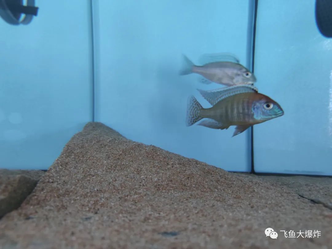 2020慈鲷筑巢大赛~非洲三湖沙雕艺术家的盛宴