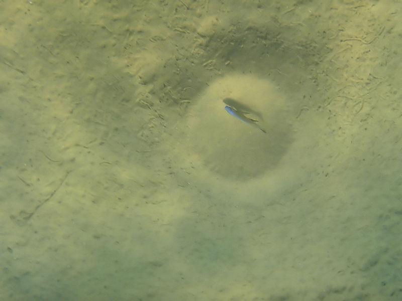 2020慈鲷筑巢大赛~非洲三湖沙雕艺术家的盛宴