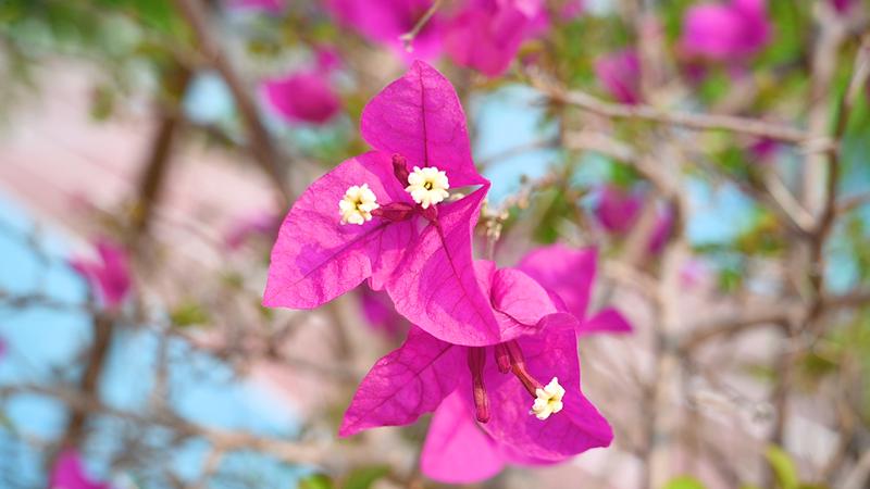 竹秀园中心小学秋游,竹秀园中心小学春游