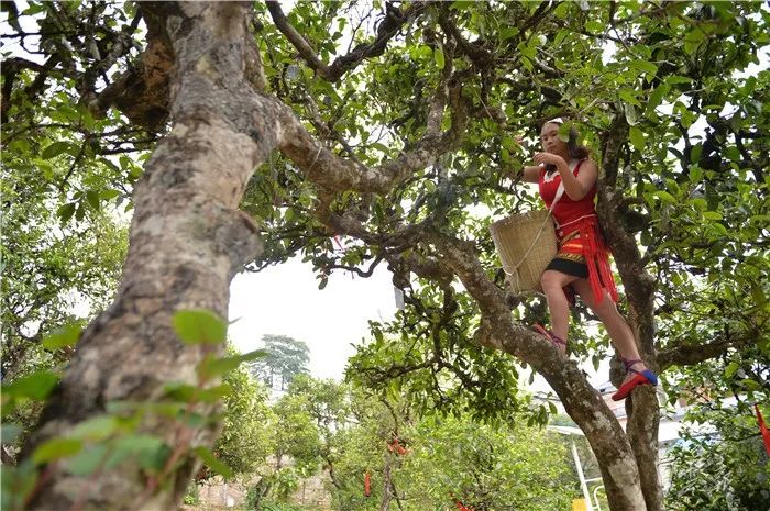 云南山头春茶价格表,云南冰岛春茶价格