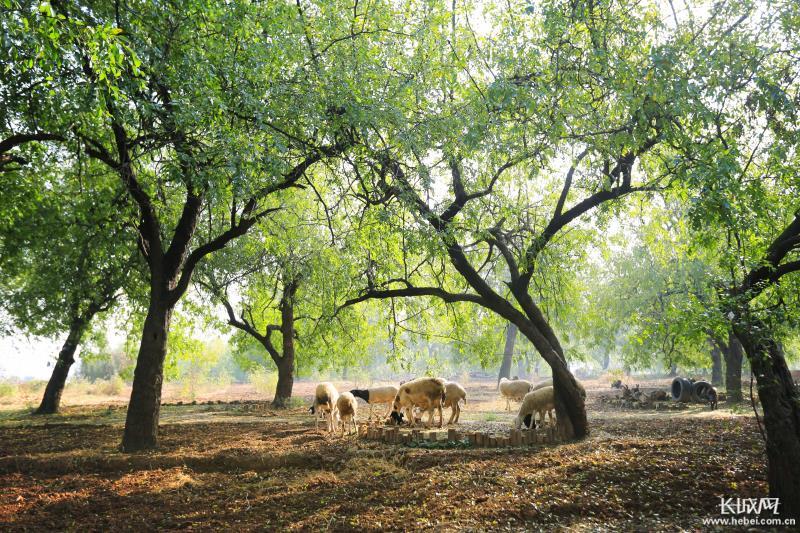 邯郸旅游推荐,邯郸旅游景区推荐