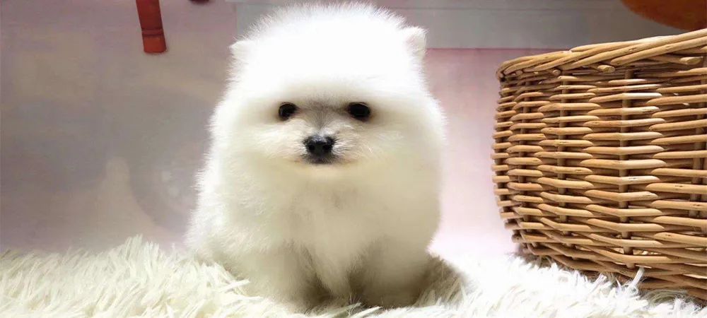 安藤忠雄操刀的这个旧改mall,如何摆脱“千街一面”?|Panda逛mall