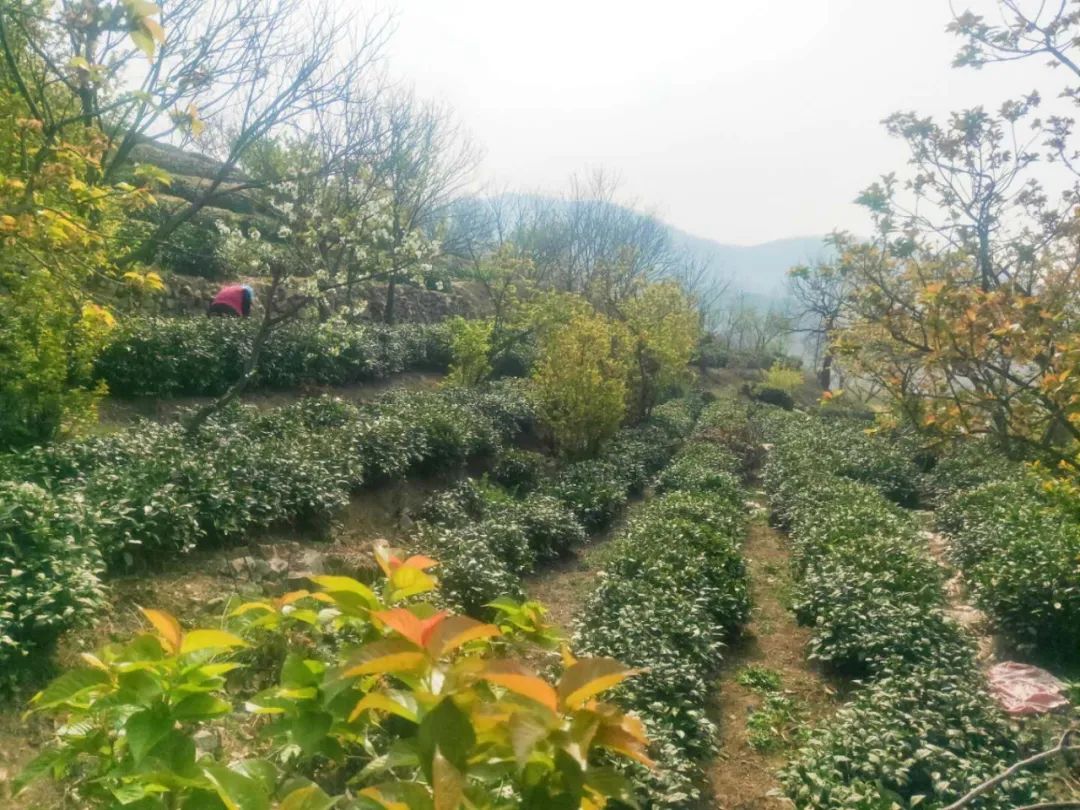 樱桃熟了五一好去处,采摘樱桃好去处五莲