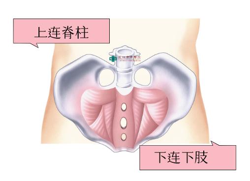 中医推拿骨盆修复效果,骨盆正骨手法视频中医