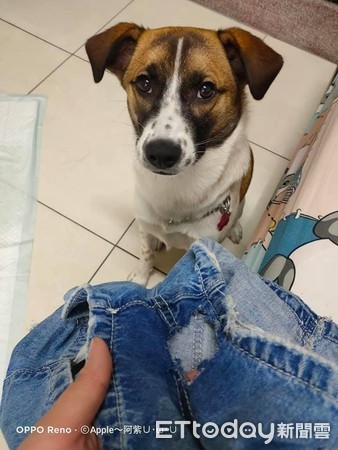 妈妈短裤被咬成破裤“洞洞超尴尬”　凶手冷看一眼淡定离场