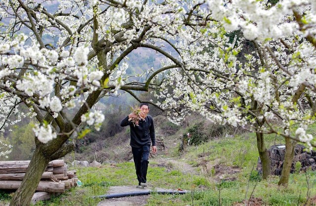山海一家亲,共品巫山味!巫山农产品线上特卖会今儿“开市”