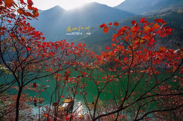 山海一家亲,共品巫山味!巫山农产品线上特卖会今儿“开市”