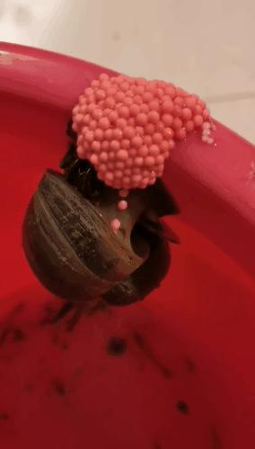 很多食物都有寄生虫,哪些食物也携带大量寄生虫