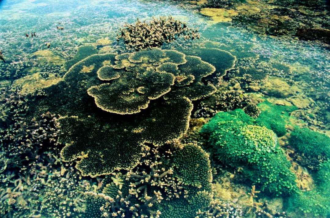 在海边捡回废旧边角料，他竟在涠洲岛搭出一间“疍家棚”！