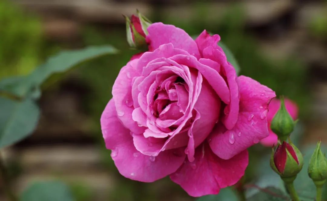 市花月季介绍,月季花在中国几个城市被选作市花