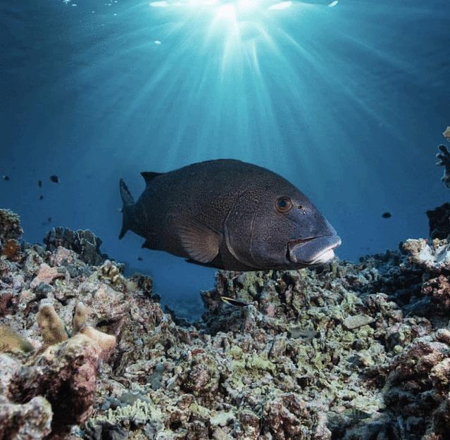 巴拉望科隆岛和爱妮岛旅途,巴拉望爱妮岛科隆岛