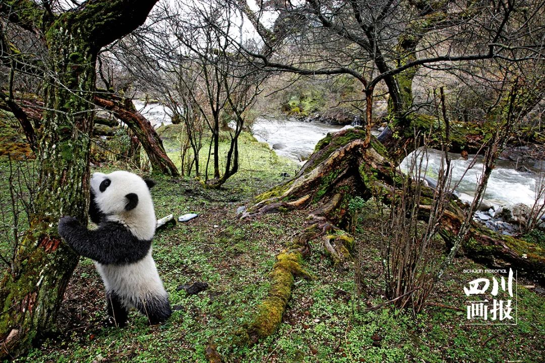 四川宝藏秘境图片,四川岷江宝藏