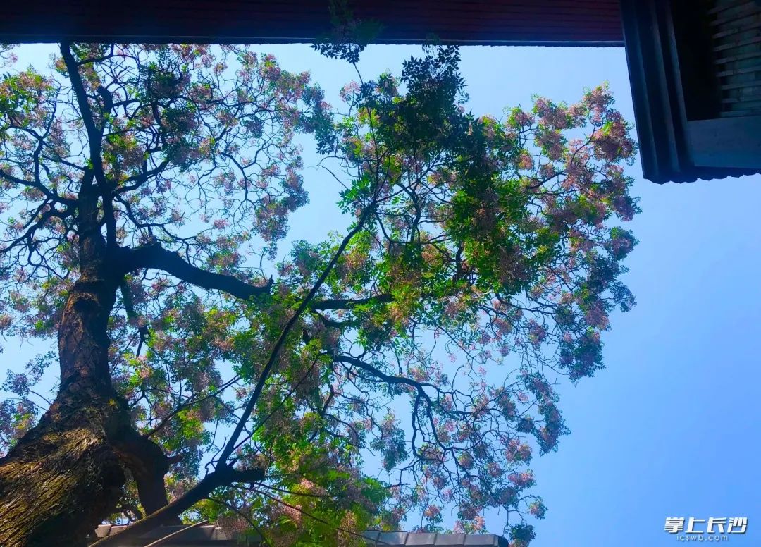 何立伟:收拾金瓯一片——开福老城区记游