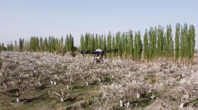 库尔勒香梨无人机授粉,库尔勒香梨高效授粉