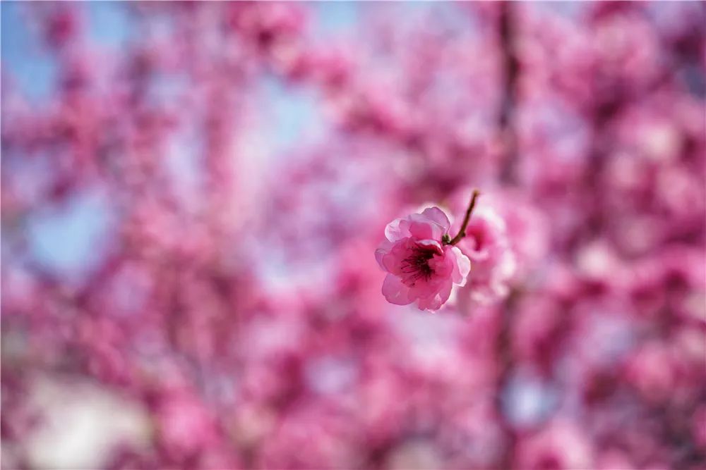 适马无反150-600镜头,适马24-70f2.8dhsm测评