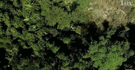 三个月砍掉20个曼哈顿,一年砍掉一个国家,亚马逊已经到了最危急的时候