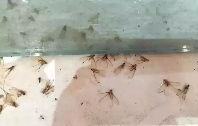 太多多多……了！最近很多人被吓得不敢开灯，只因它们又来“空袭”