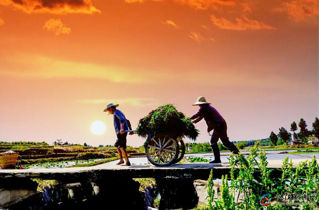 你妈叫你回家插秧了原版,你妈喊你回家插秧的图片