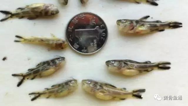 苗期病害防治图片,种植前病害怎么预防