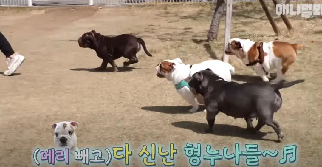 小奶狗怎么越吃越瘦是什么原因,小奶狗太瘦如何快速长胖