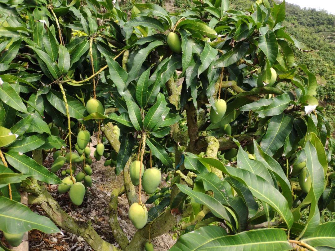 小台农贵妃芒哪个口感好,小台芒香甜滑嫩甜而不腻