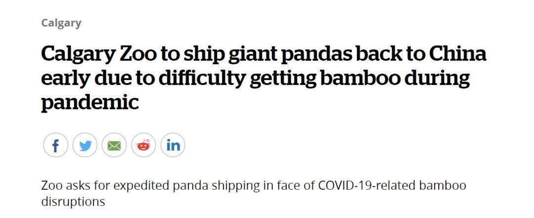 吃不到新鲜竹子的大熊猫提前回国,吃不到新鲜竹子