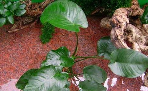 11个水产养殖的土办法,水溶肥的施肥方法和禁忌