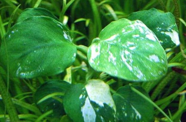 11个水产养殖的土办法,水溶肥的施肥方法和禁忌