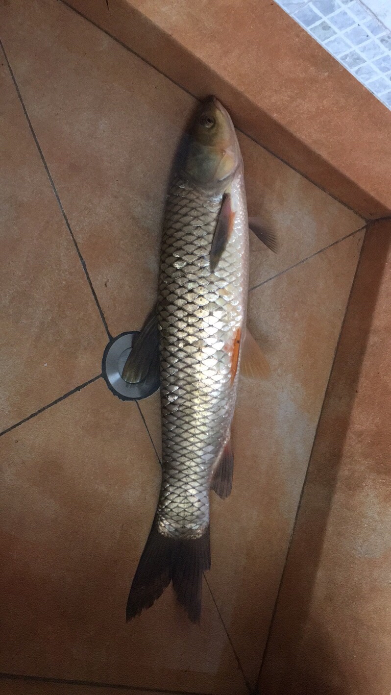 手竿改矶竿的制作方法,手竿改装矶竿需要什么设备