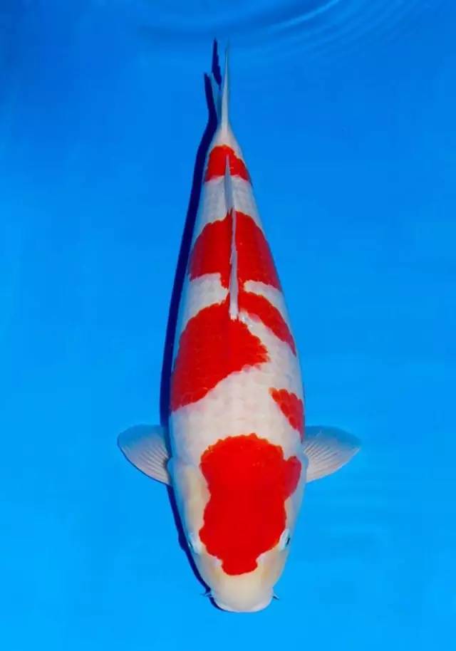 锦鲤的饲养方法及注意事项,锦鲤养到最后鱼友为什么不想养了