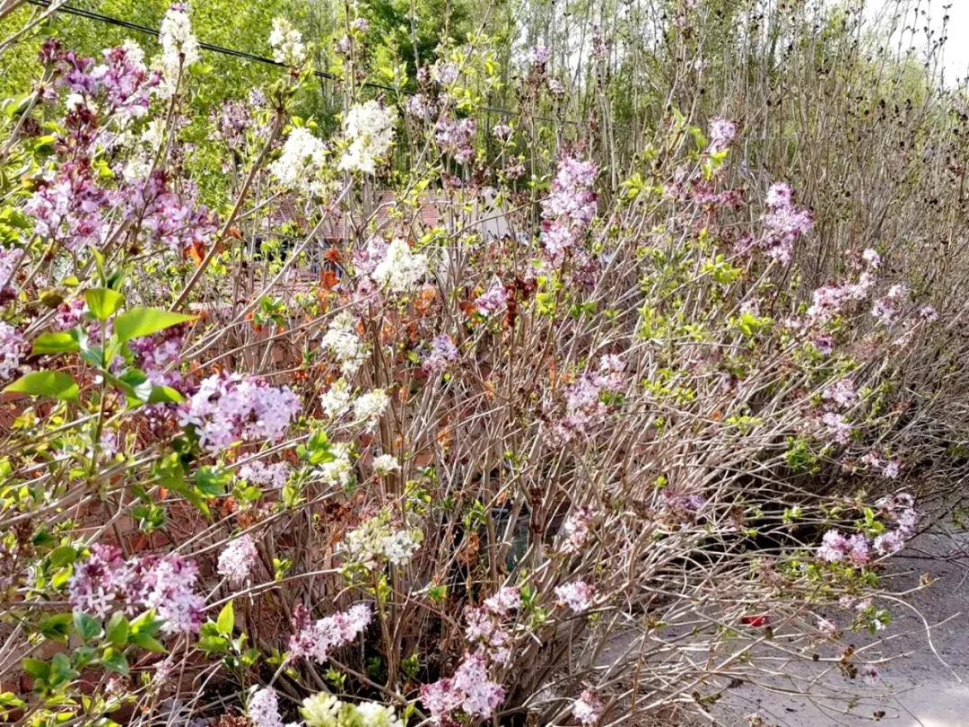 基层党建引领三农,基层党建先锋村