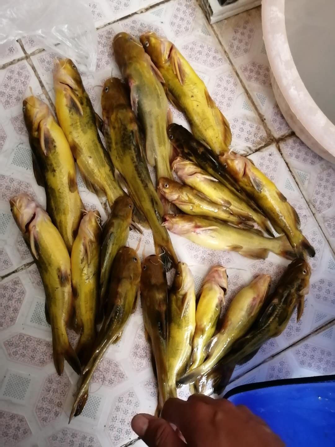 普通自制串钩最简单方法,如何自制马口串钩