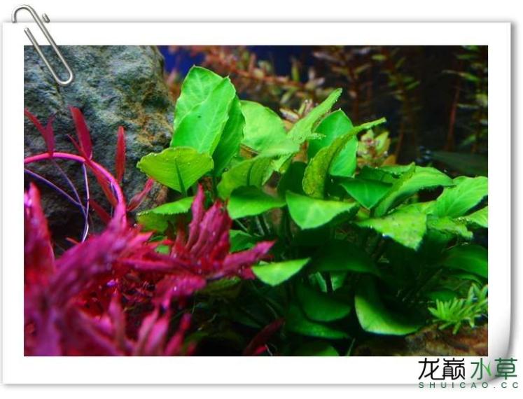 小猴飞狐黑毛藻克星,小猴飞狐和黑虾哪个好用