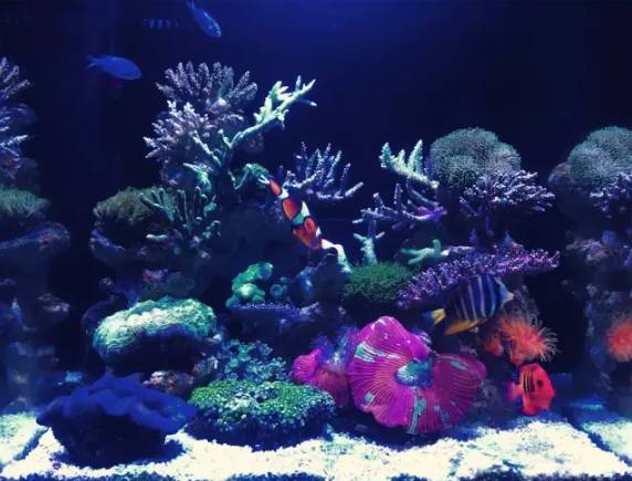 养海缸新手入门小缸,海缸开缸有哪几种方法