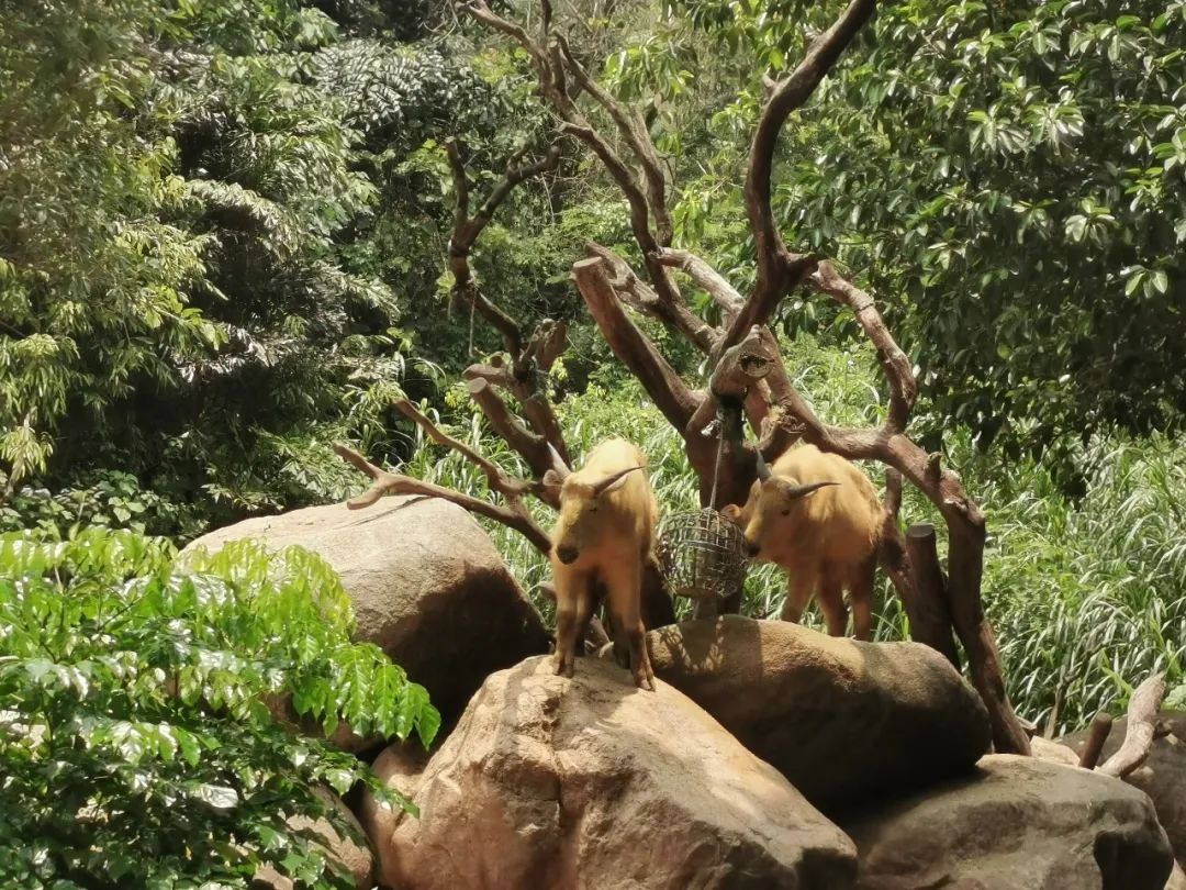 最新广州长隆野生动物园南门攻略,广州长隆动物园的白虎简介