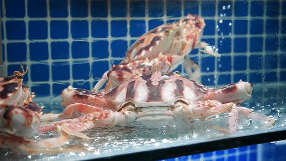 “浙C”注册不下来，愁坏温州老板娘！老乡老乡，真的是背后一枪？