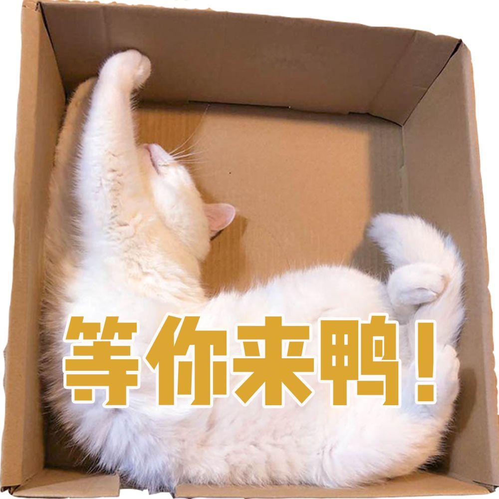 来看看咨询室里这些小可爱们｜精神分析师说