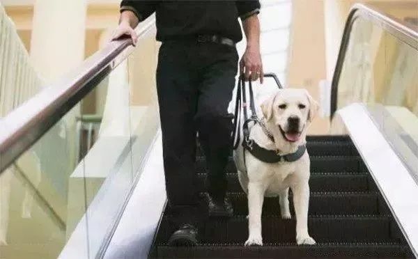 能摸别人的导盲犬吗,导盲犬碰见了能不能摸