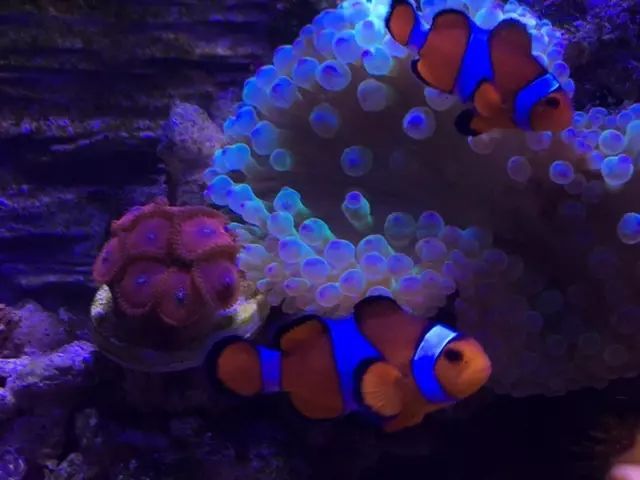 养海缸新手入门小缸,海缸开缸有哪几种方法