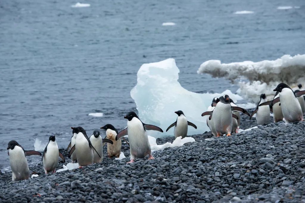 南极洲“绿雪”涌现,帝企鹅:泥土是什么?