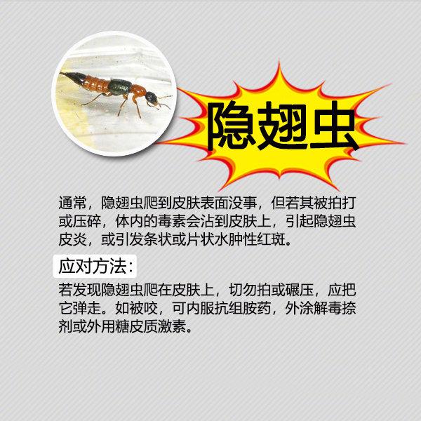 夏季粮食防虫小妙招,夏季防虫小妙招