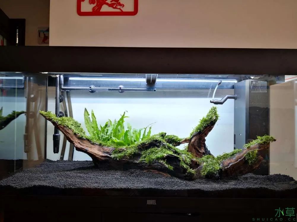 莫斯树草缸造景diy教程,不需要二氧化碳的草缸造景