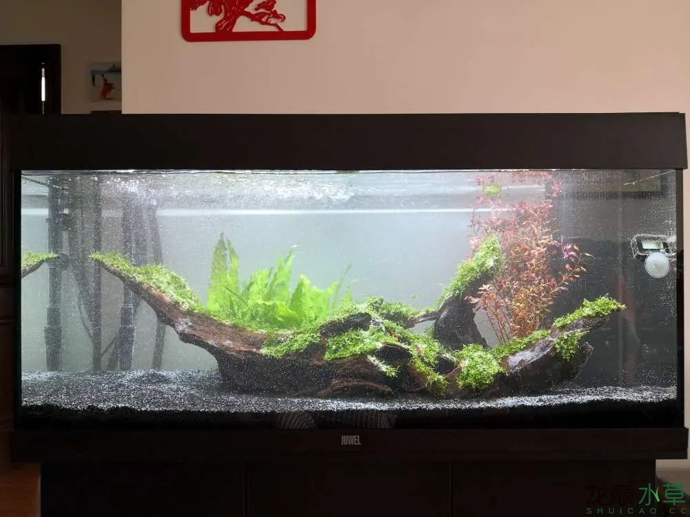 莫斯树草缸造景diy教程,不需要二氧化碳的草缸造景