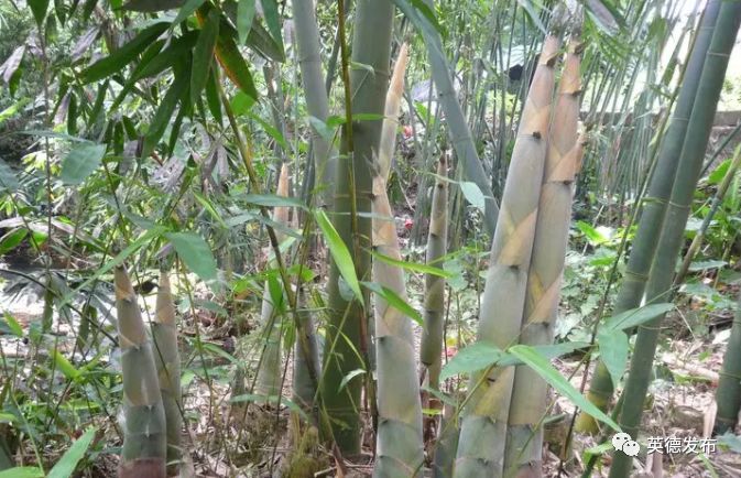 英德特产招牌,喜讯新兴一镇入选全国榜单