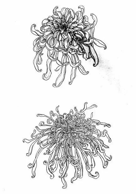 白描菊花国画如何上色,国画白描菊花图片大全