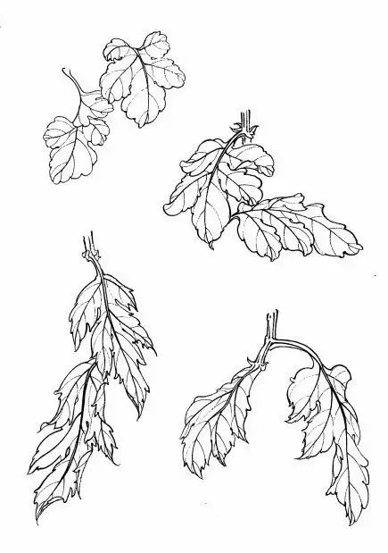 白描菊花国画如何上色,国画白描菊花图片大全