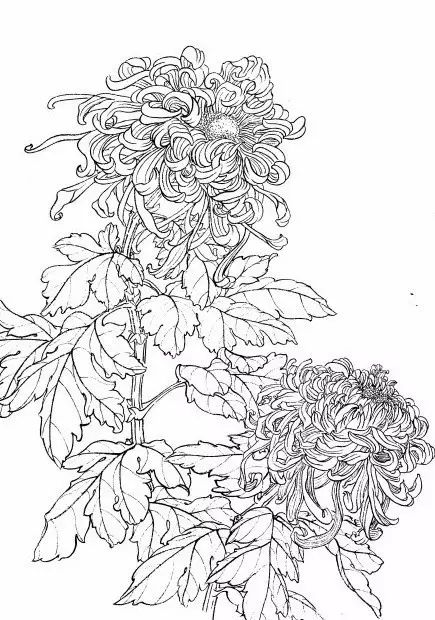 白描菊花国画如何上色,国画白描菊花图片大全