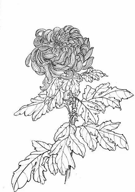 白描菊花国画如何上色,国画白描菊花图片大全