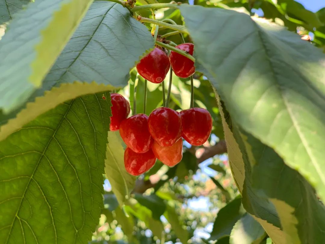 昌平樱桃采摘视频,昌平兴寿樱桃采摘价格