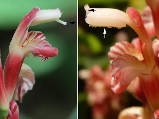 非诚勿扰中姓叶的,非诚勿扰百花争艳女嘉宾